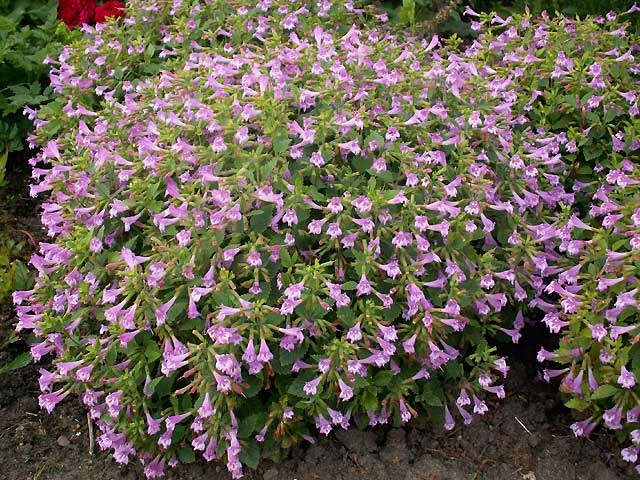 CALAMINTHA grandiflora- каламинта , кочобилково миризливче (1285)